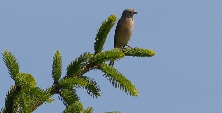 Vanmiddag deze voor mij onbekende vogel op de plaat gezet